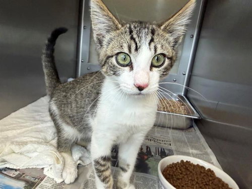 picture of the cat needing adoption