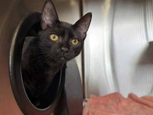 picture of the cat needing adoption