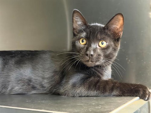 picture of the cat needing adoption