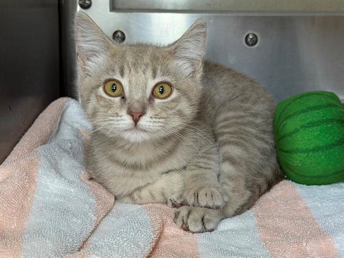 picture of the cat needing adoption