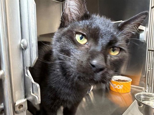 picture of the cat needing adoption