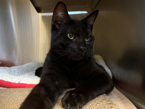 *CALLAWAY, a cat for adoption from Sonoma County Animal Care and Control