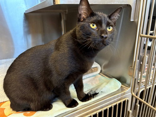 Callaway, Domestic Short Hair (medium coat)