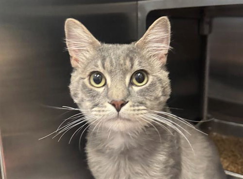picture of the cat needing adoption