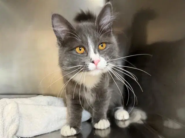 Winnie - Domestic Long Hair