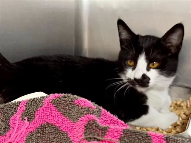Cheyenne - Domestic Short Hair