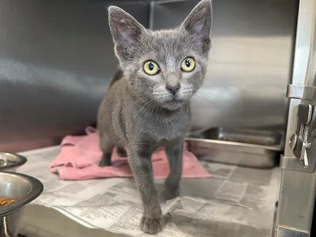 Sweetie Pie - Domestic Medium Hair