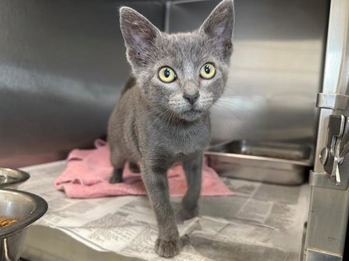 picture of the cat needing adoption