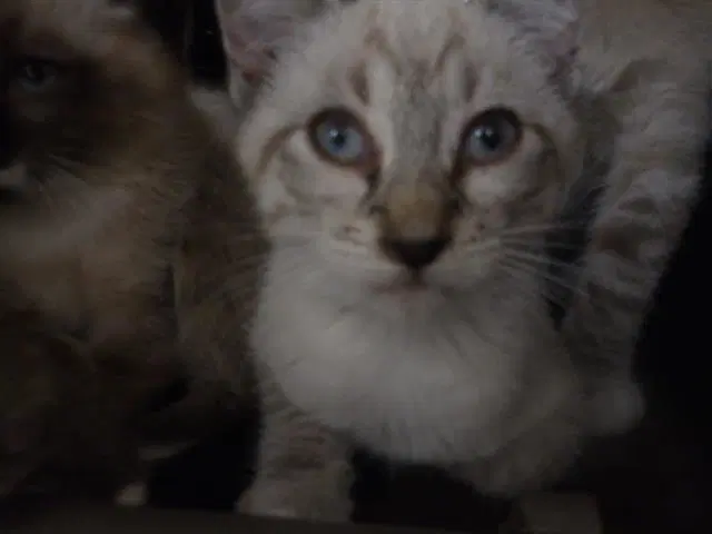 Celine - Domestic Short Hair