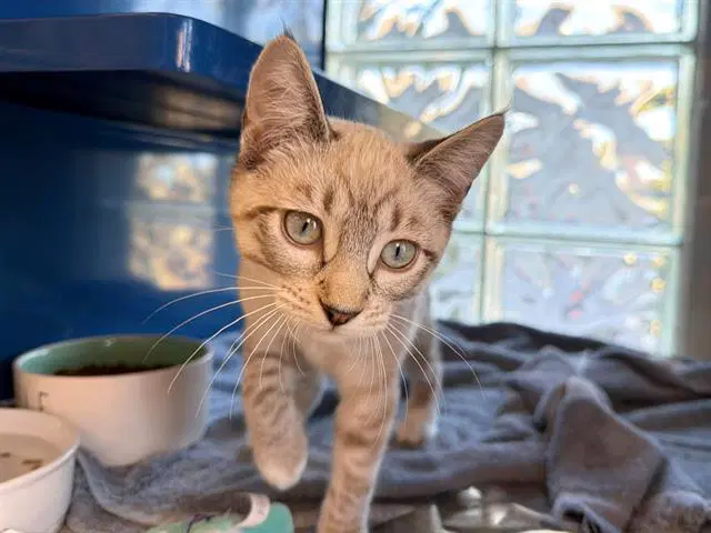 Celine - Domestic Short Hair