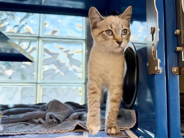 Mavis - Domestic Short Hair