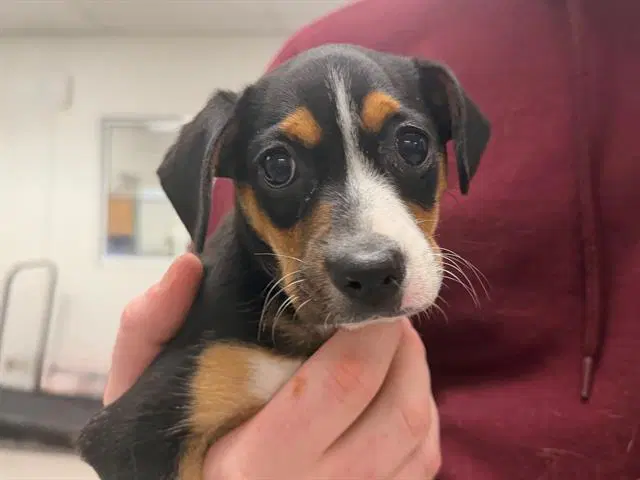 Robin - Miniature Pinscher