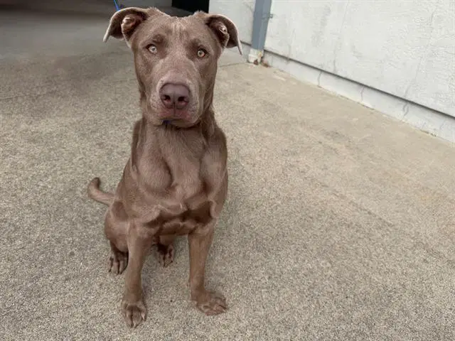 Goober - Labrador Retriever