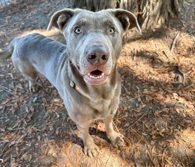 Goober - Labrador Retriever