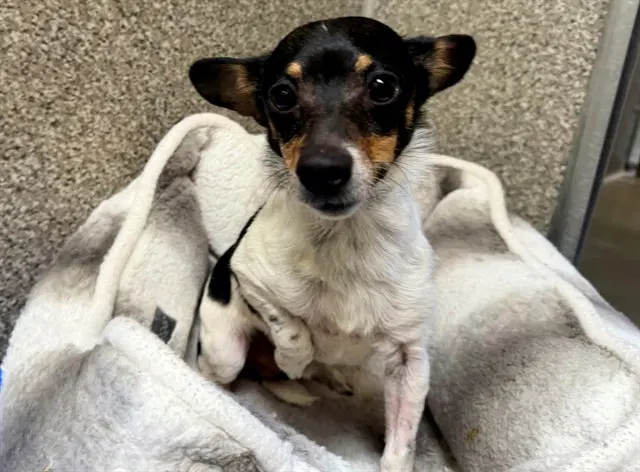 Freckles - Chihuahua