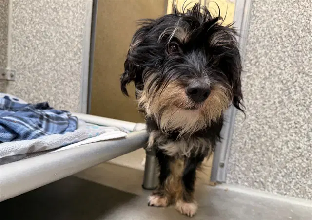 Mavis - Norfolk Terrier