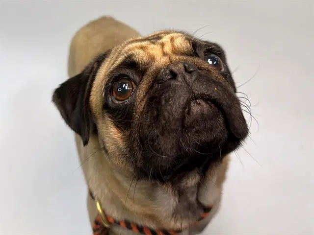 Lucy - Pug