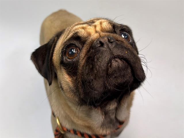 Lucy