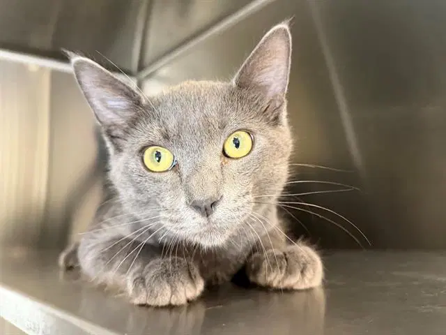Sergio - Domestic Short Hair