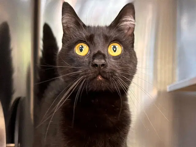 Bucko - Domestic Short Hair