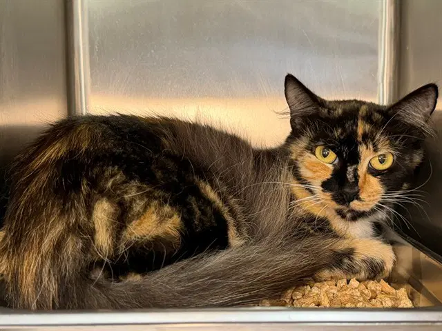 Fanny - Domestic Short Hair