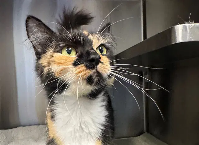 Fanny - Domestic Short Hair