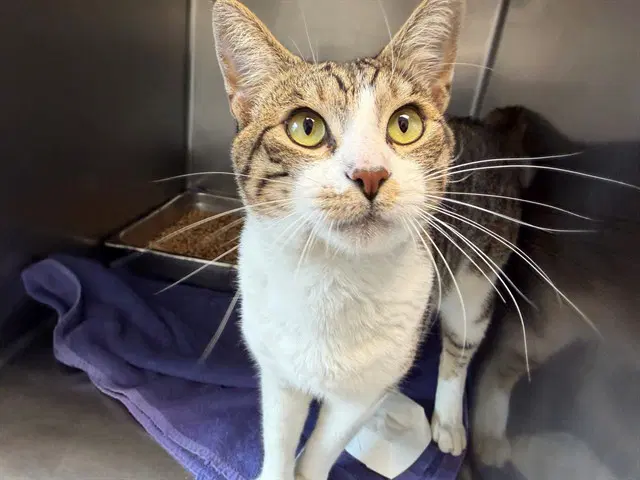 Palmer - Domestic Short Hair