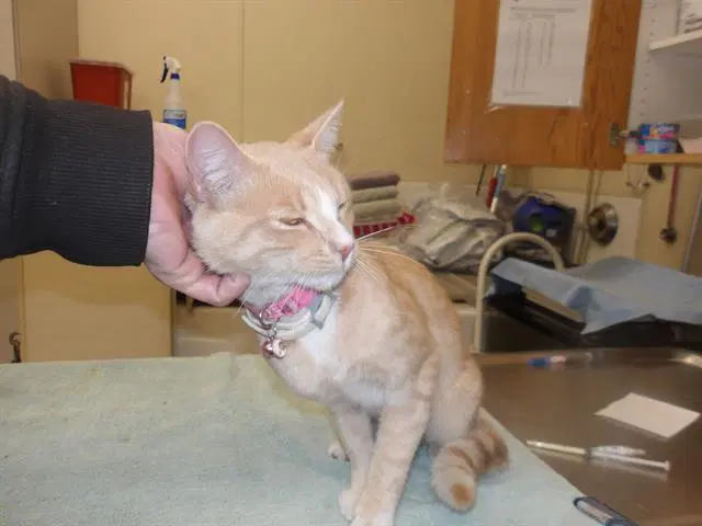 Katsby - Domestic Short Hair