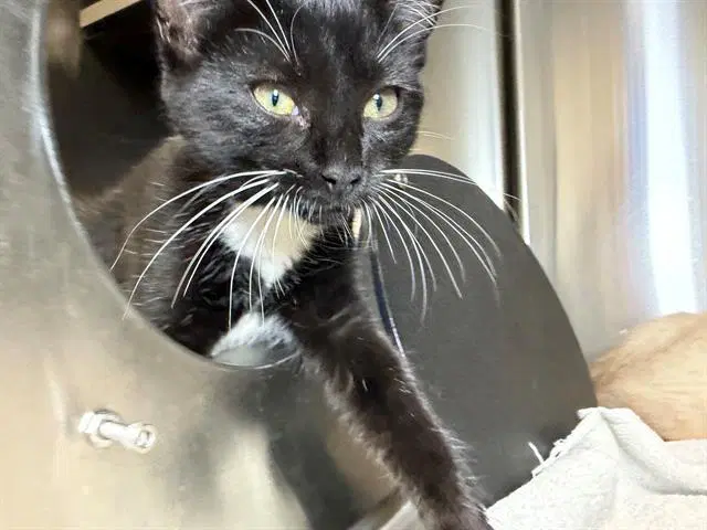 Gretl - Domestic Short Hair