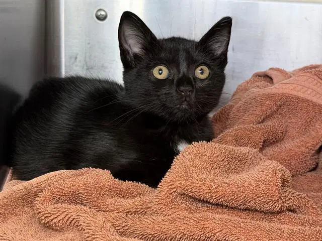 Bogo - Domestic Short Hair