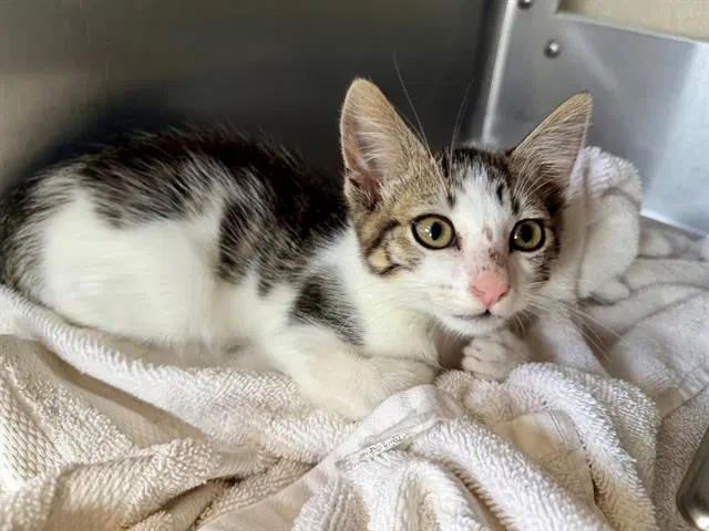 Hisstopher - Domestic Short Hair