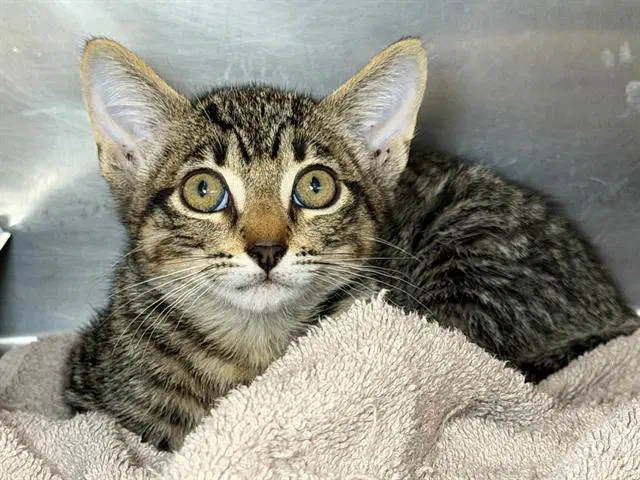 Bass - Domestic Short Hair