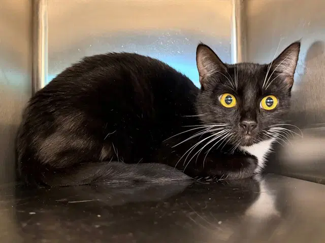 Molly - Domestic Short Hair