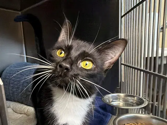 Molly - Domestic Short Hair
