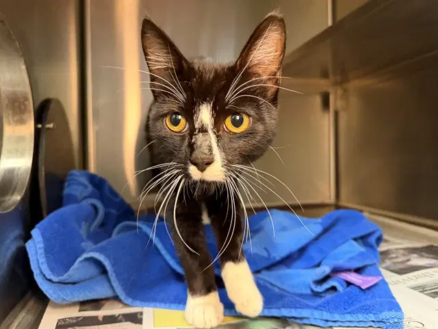 Bingo - Domestic Short Hair