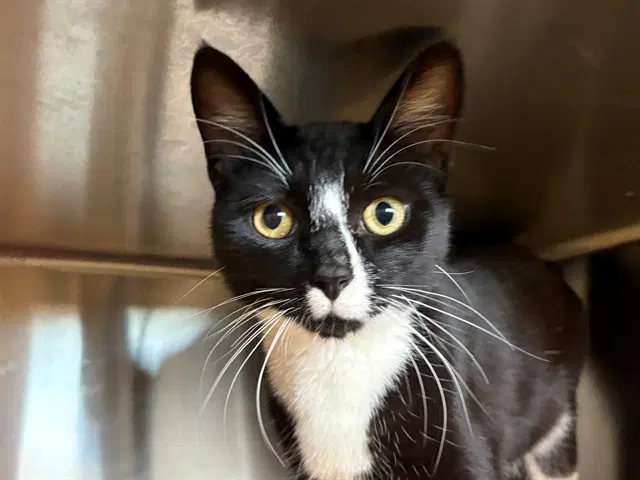 Bingo - Domestic Short Hair