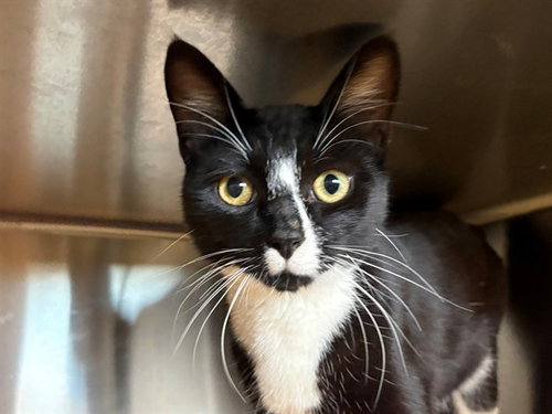 *BINGO, a cat for adoption from Sonoma County Animal Care and Control