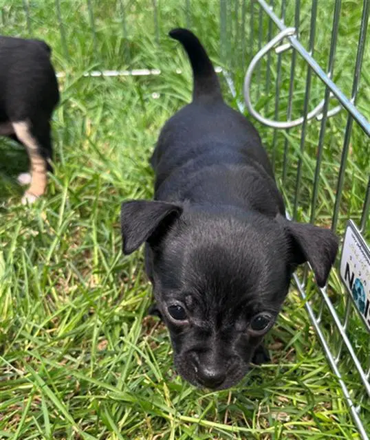 Zero - Chihuahua