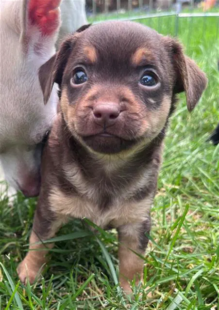 Jack - Chihuahua