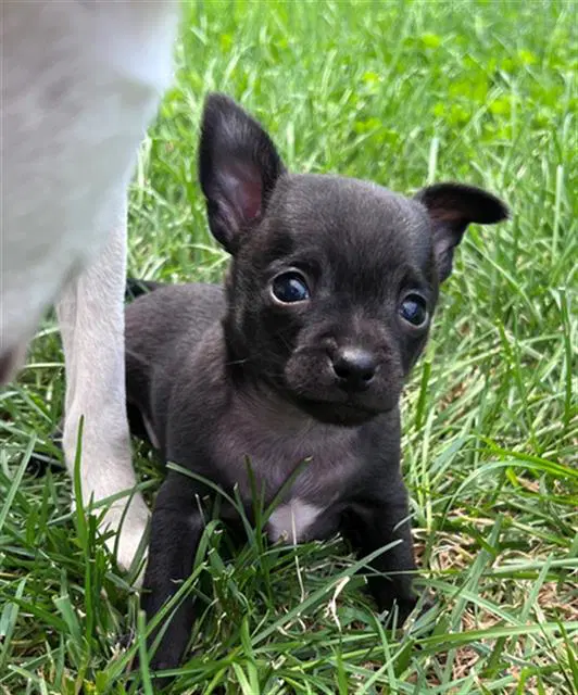 Oogie Boogie - Chihuahua