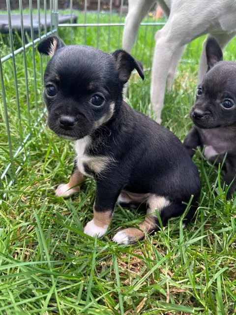 Sally - Chihuahua