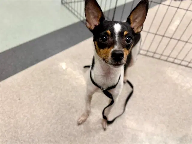 Timmy - Chihuahua