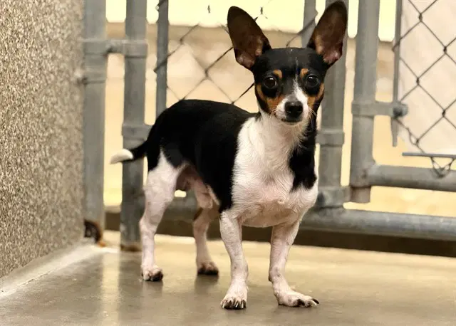 Jester - Chihuahua