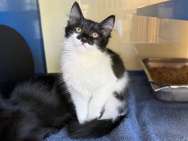 Olivia - Domestic Short Hair