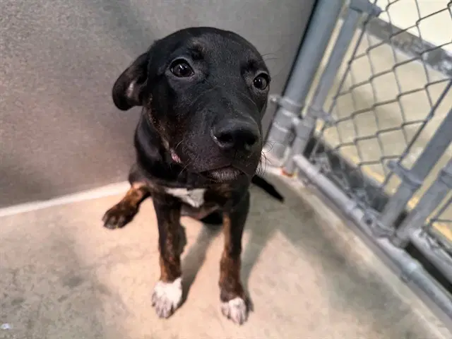 Zen - Rottweiler