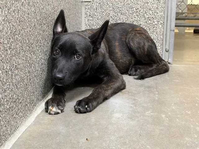 Salem - Belgian Shepherd Malinois