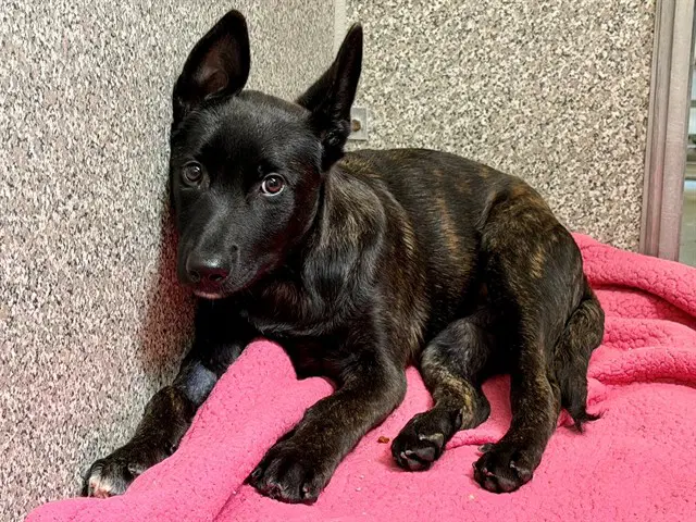 Salem - Belgian Shepherd Malinois