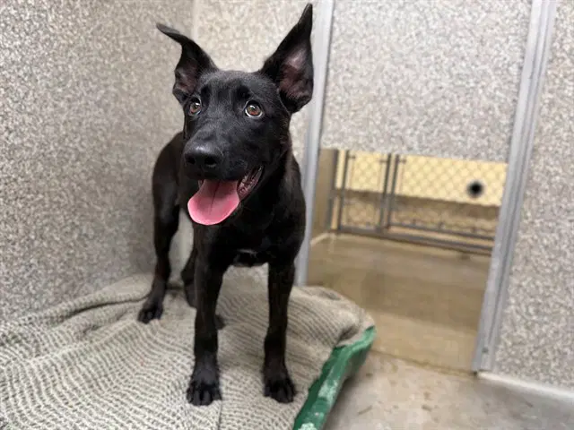 Beau - Belgian Shepherd Malinois