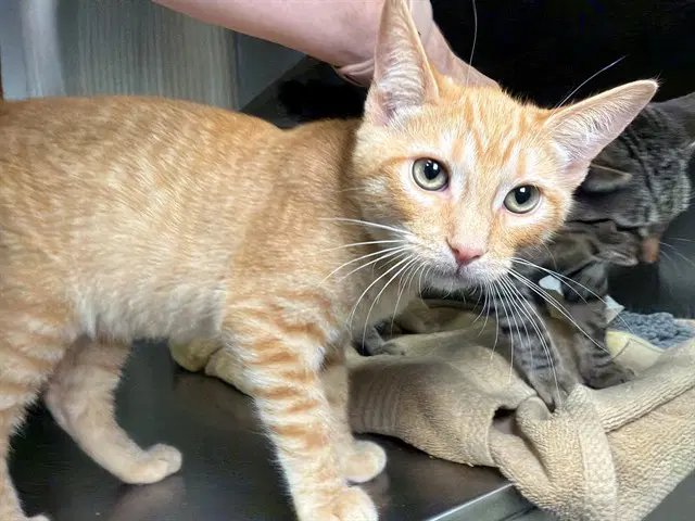 Asa - Domestic Short Hair
