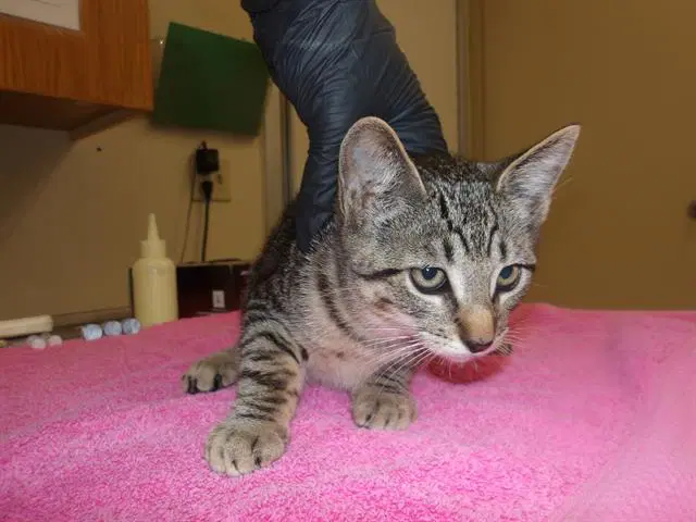 Knottee - Domestic Short Hair